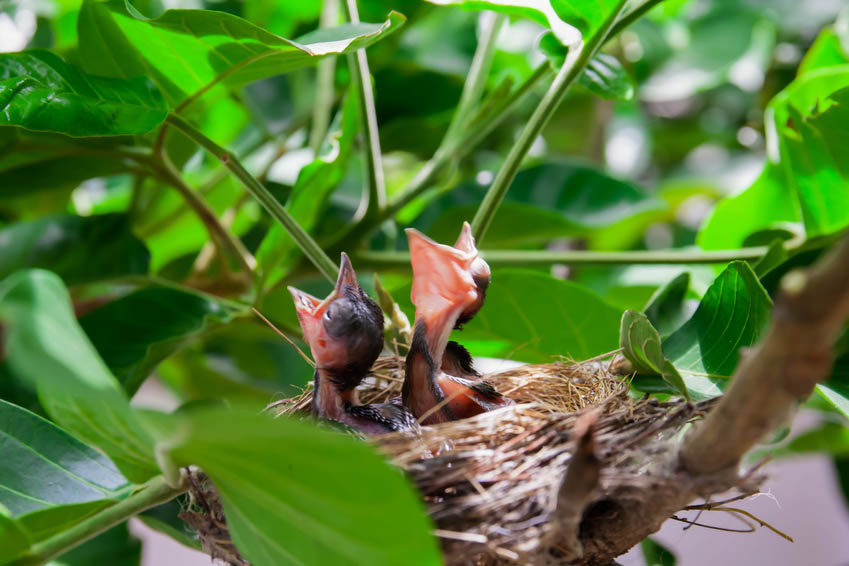 chicks in nest secondary pest poisoning