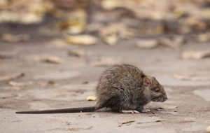 rat pest control in kent