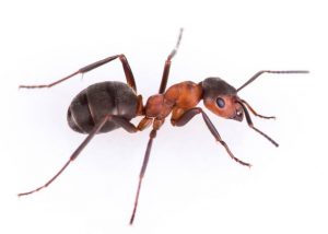 insect pest control in kent